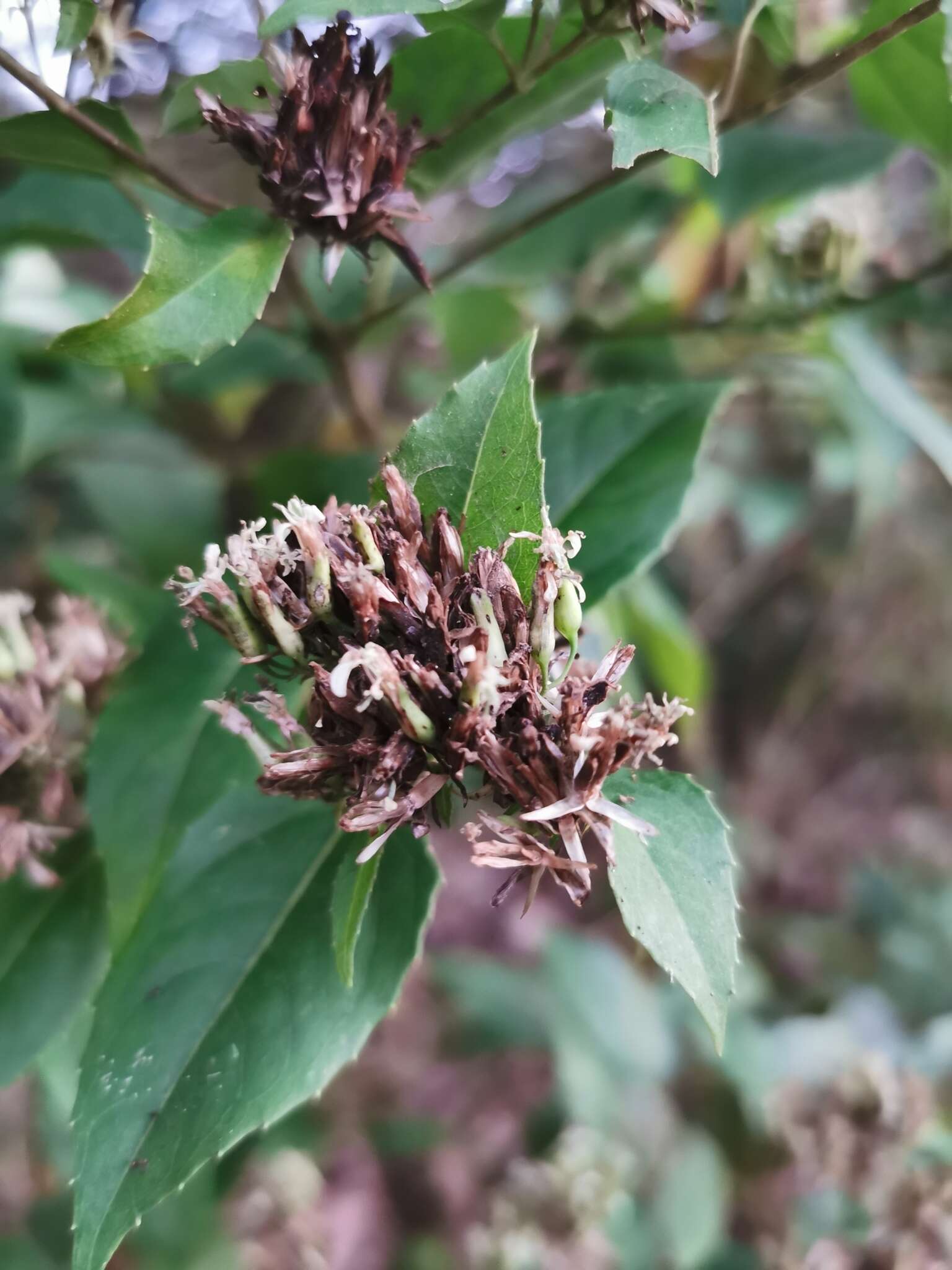 Image of Guardiola tulocarpus A. Gray