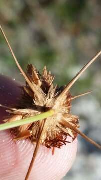 Image of Ware's Hair Sedge