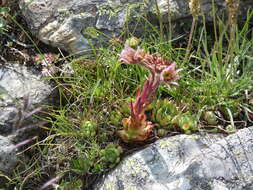 Image of Mountain House-leek