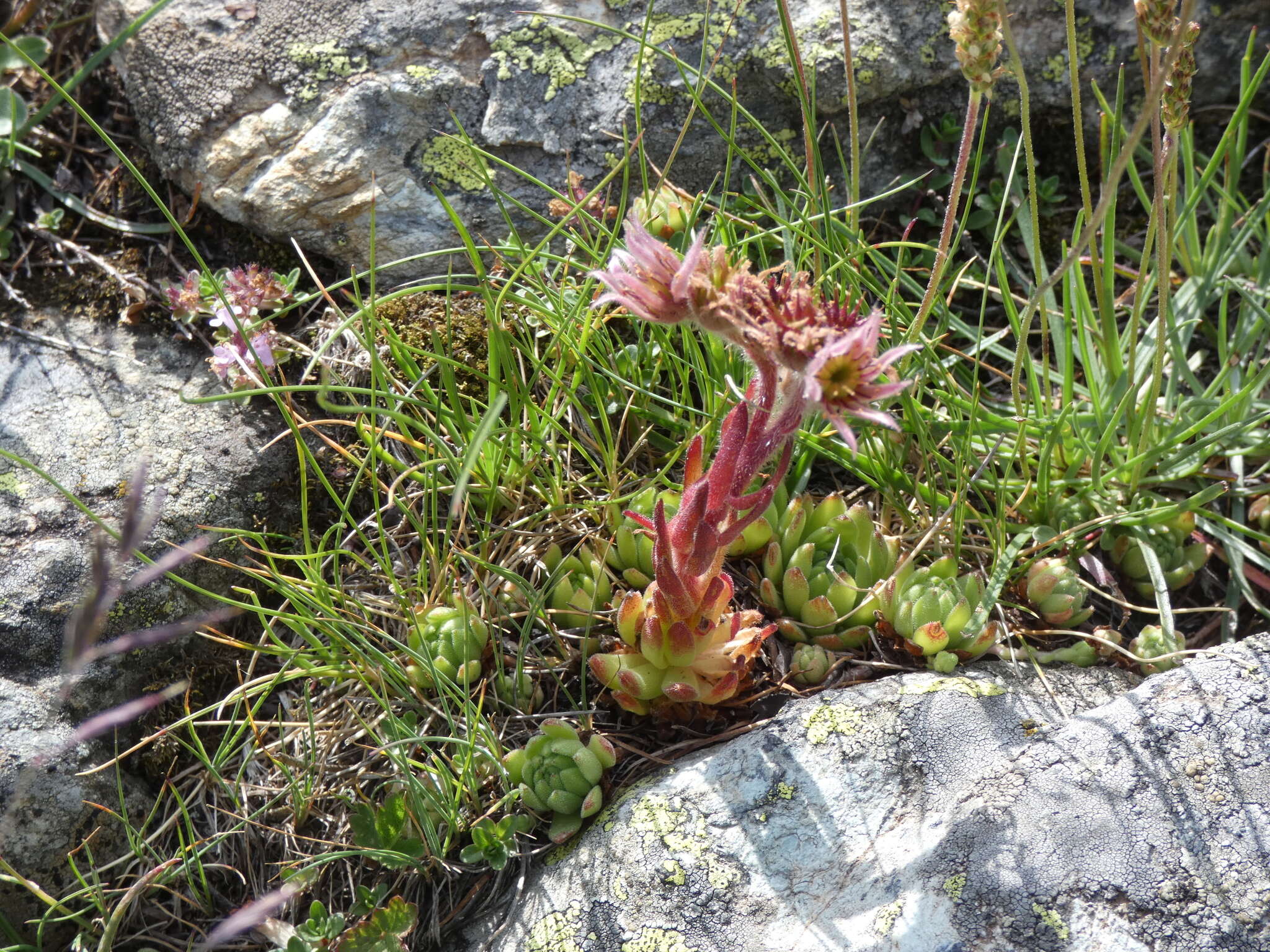 Image of Sempervivum montanum L.