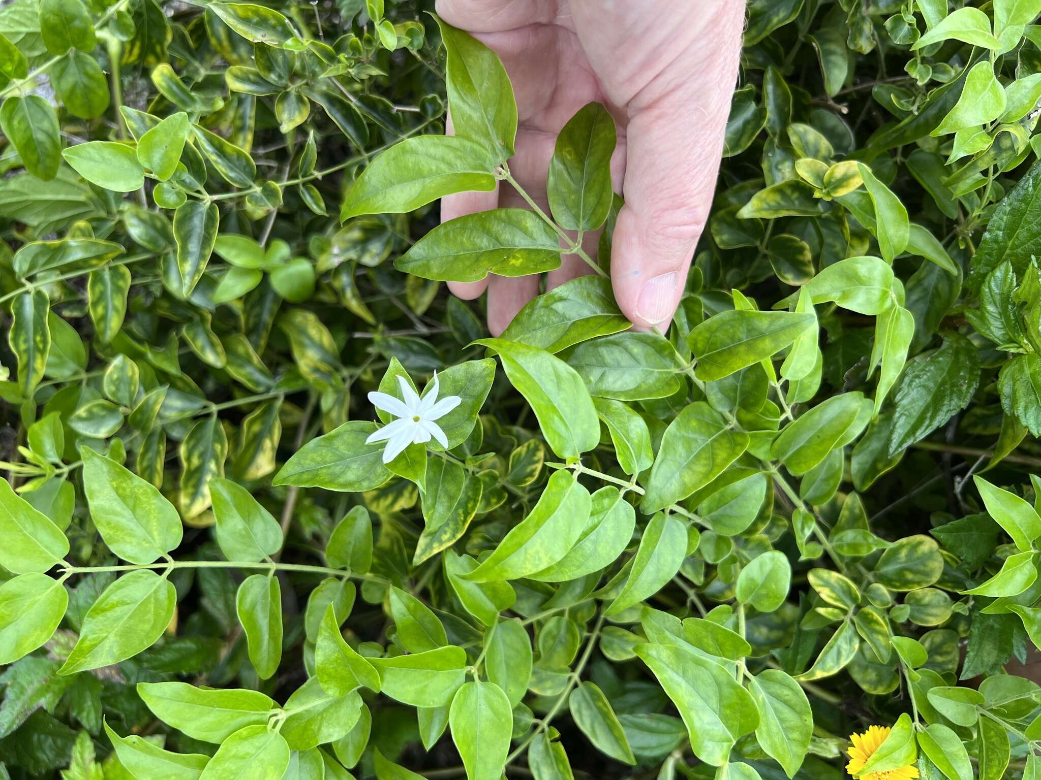 Image de Jasminum multiflorum (Burm. fil.) Andrews