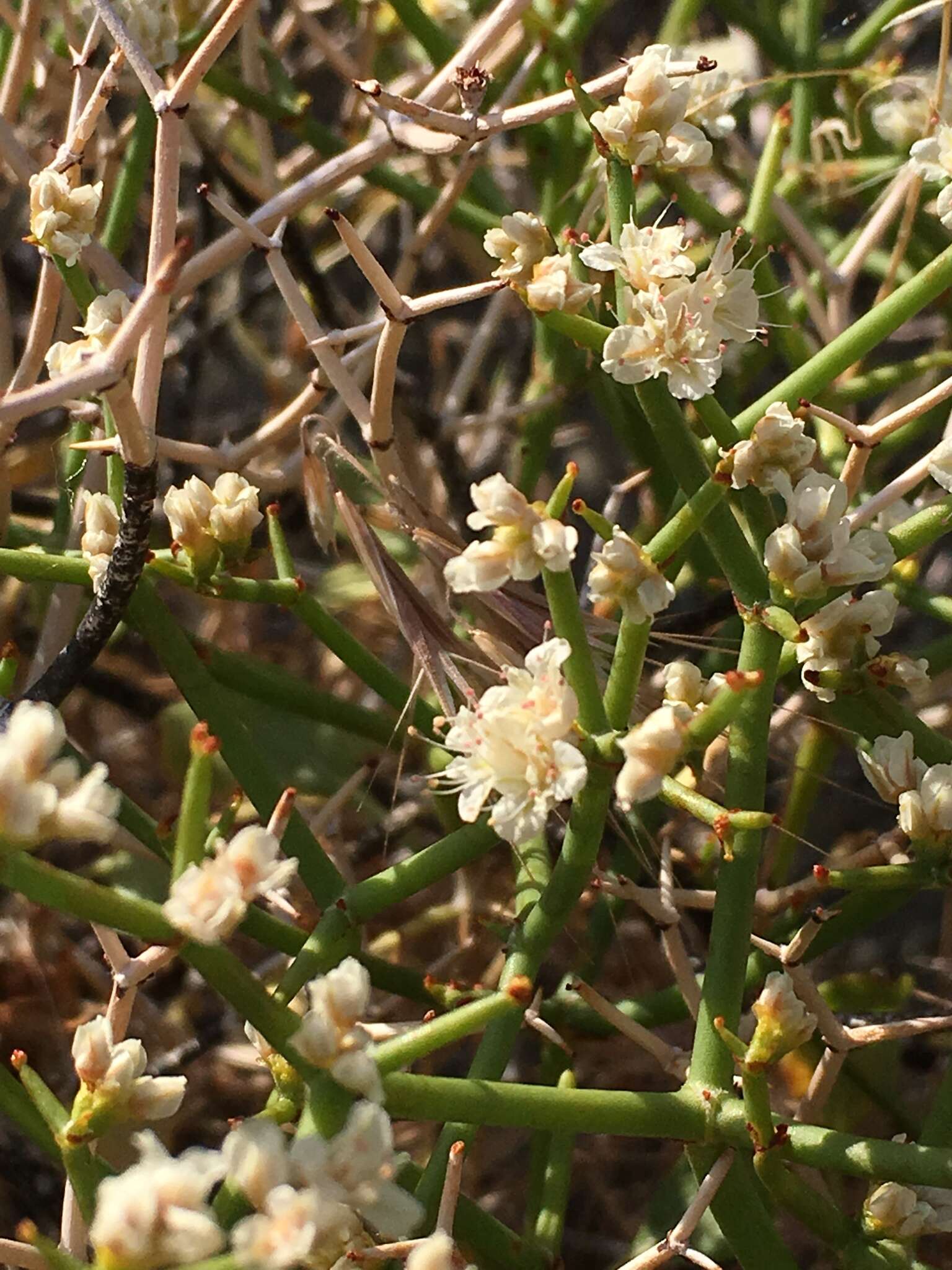 Imagem de Eriogonum heermannii Dur. & Hilg.