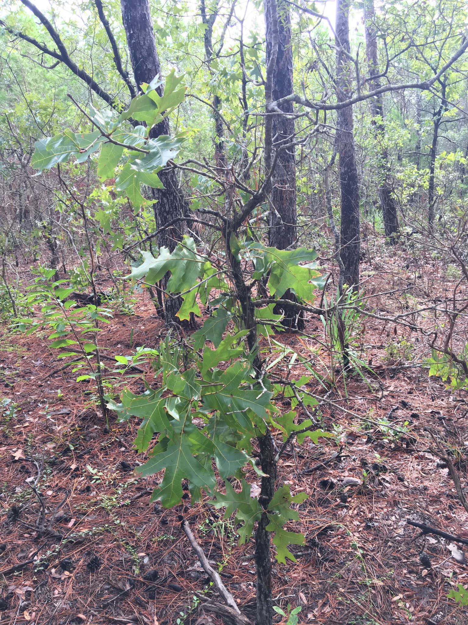 Image of Turkey Oak