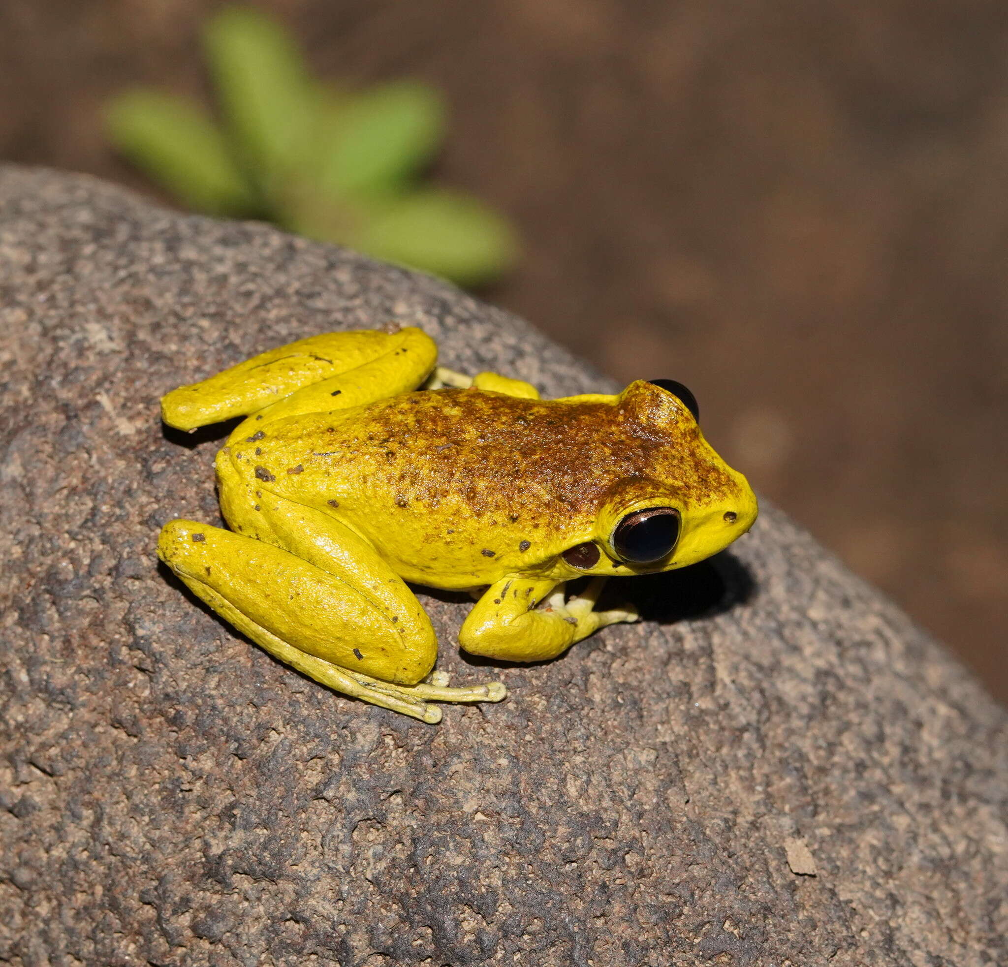 Image of Ranoidea wilcoxii (Günther 1864)