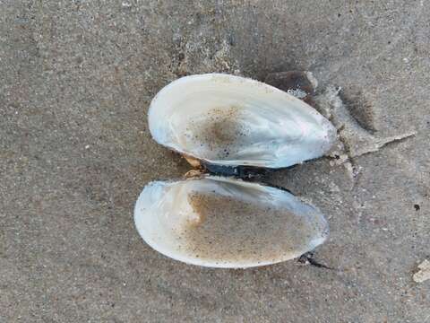 Image of Swollen River Mussel