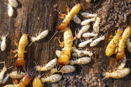 Image of Nevada Dampwood Termite