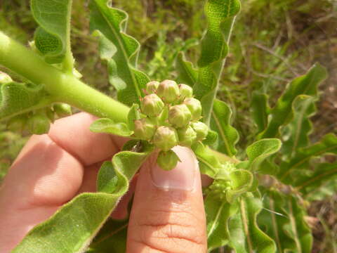 Image of pineland milkweed