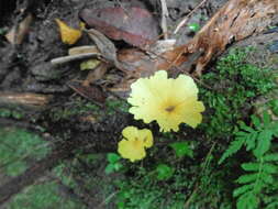 صورة Cotylidia aurantiaca (Pat.) A. L. Welden 1958