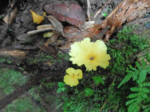 Image de Cotylidia aurantiaca (Pat.) A. L. Welden 1958