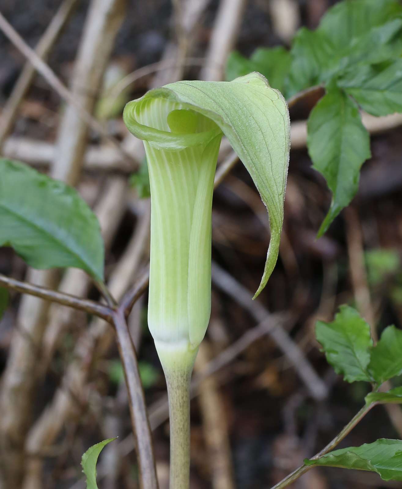 Image of Arisaema yamatense subsp. sugimotoi (Nakai) H. Ohashi & J. Murata