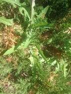 Image of field sowthistle