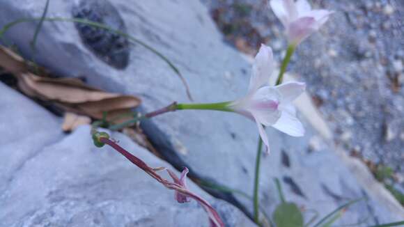 Imagem de Zephyranthes lindleyana Herb.