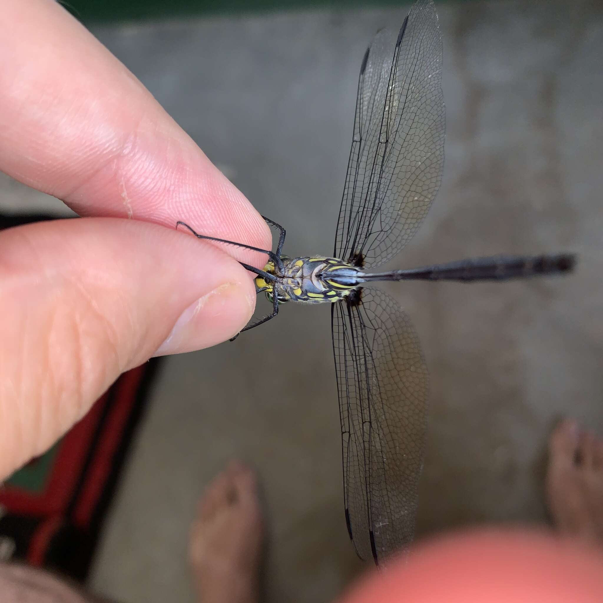 Image of Bottletail