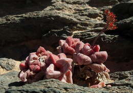 Image of Crassula elegans subsp. elegans