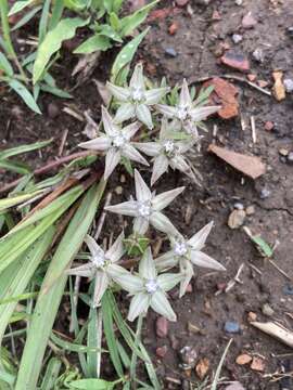 Image of Asclepias gibba var. gibba