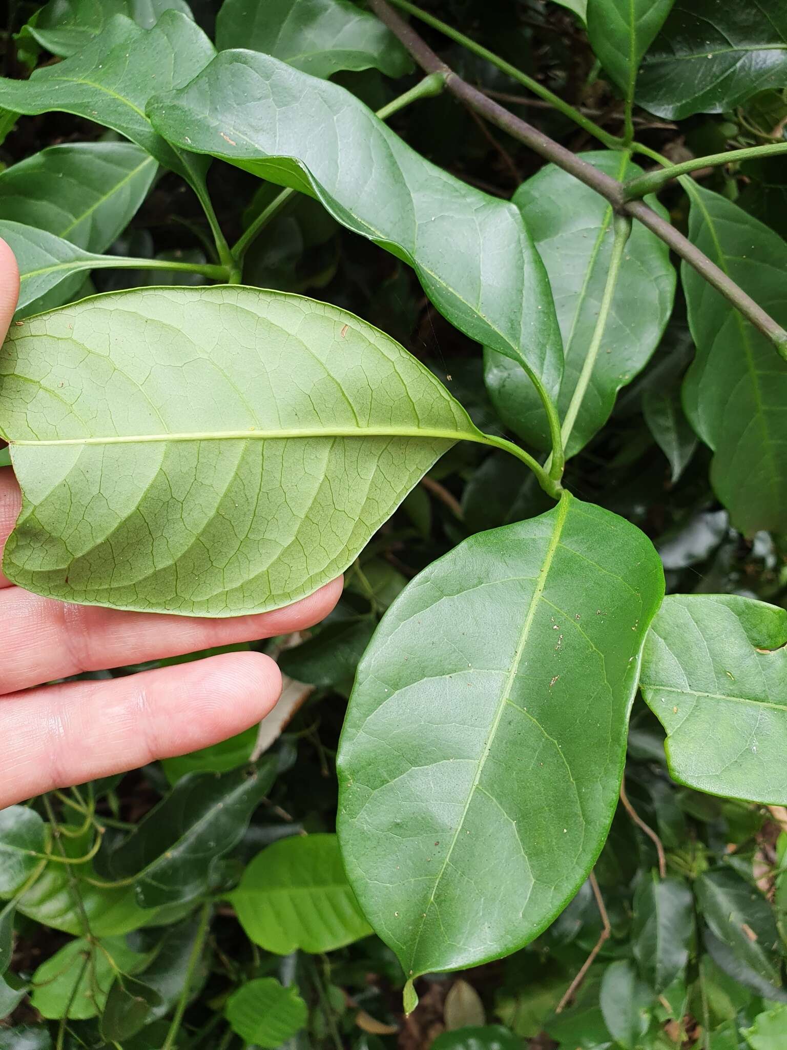 Image of Neosepicaea jucunda (F. Muell.) Steenis