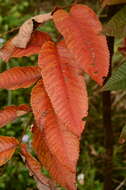 Слика од Rhus chinensis var. roxburghii (DC.) Rehd.