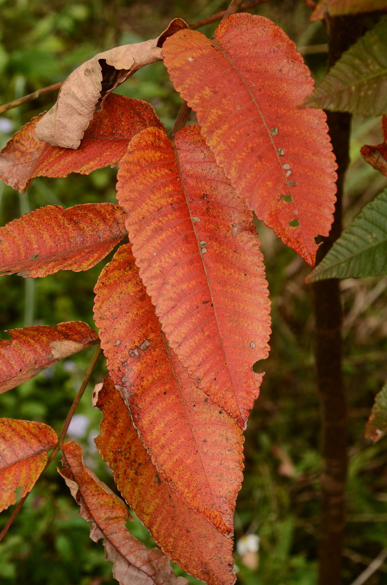 Слика од Rhus chinensis var. roxburghii (DC.) Rehd.