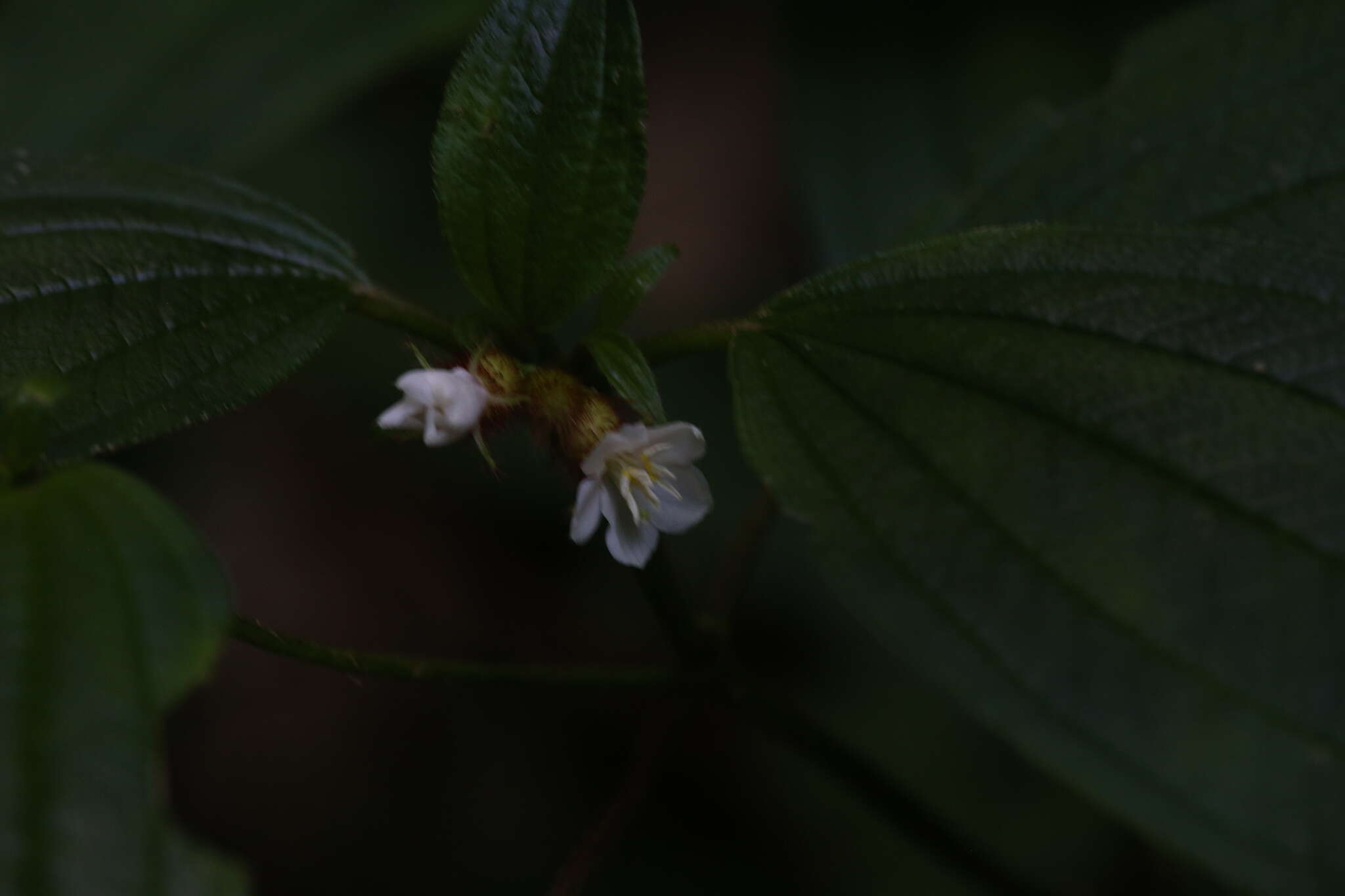 Image of Melastoma cyanoides Sm.