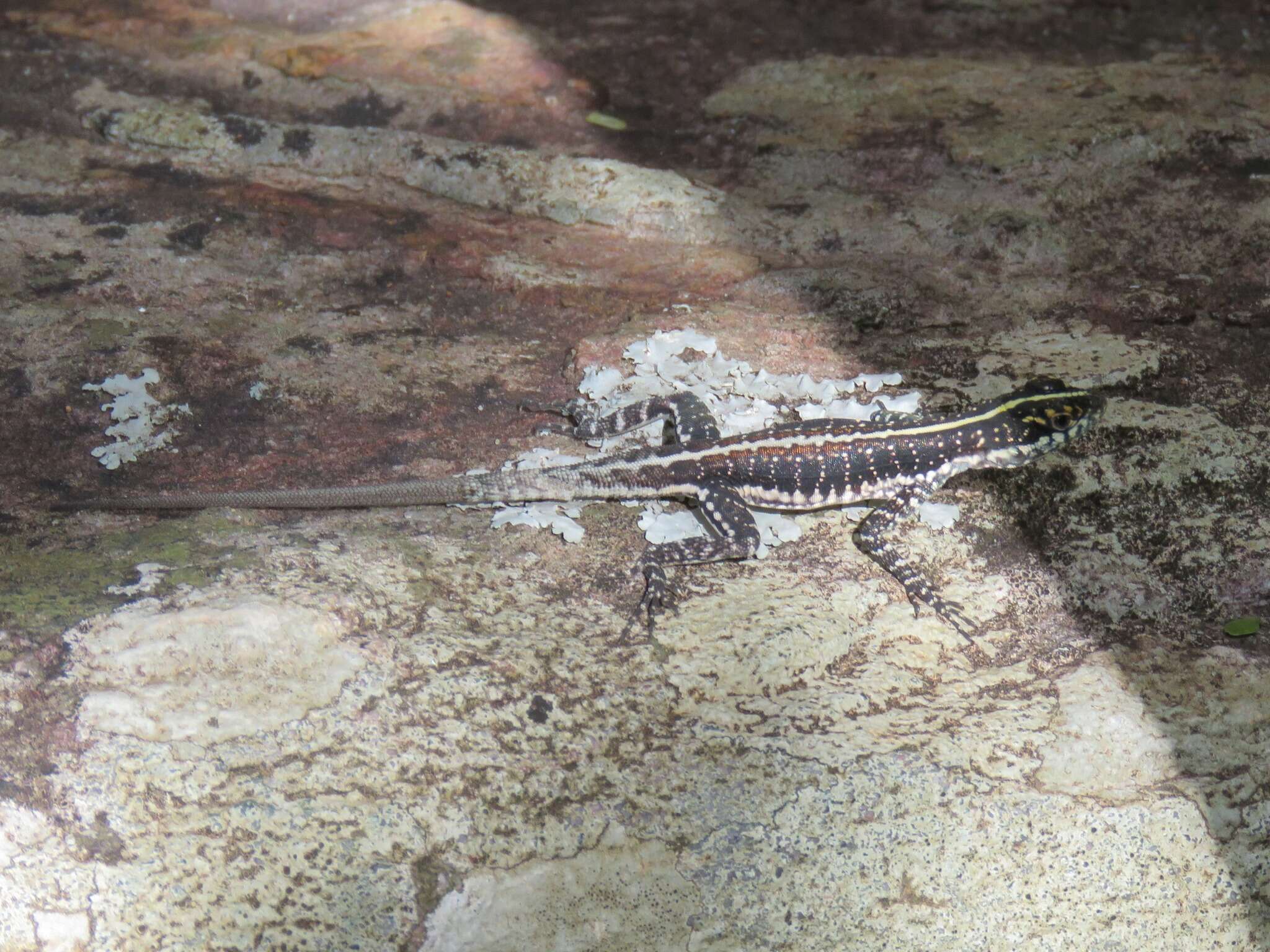 Image of Striped Lava Lizard