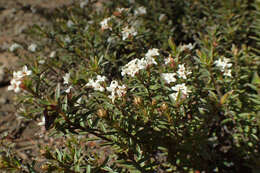 Image of Pimelea oreophila subsp. hetera C. J. Burrows