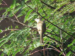 Image of Dark-billed Cuckoo