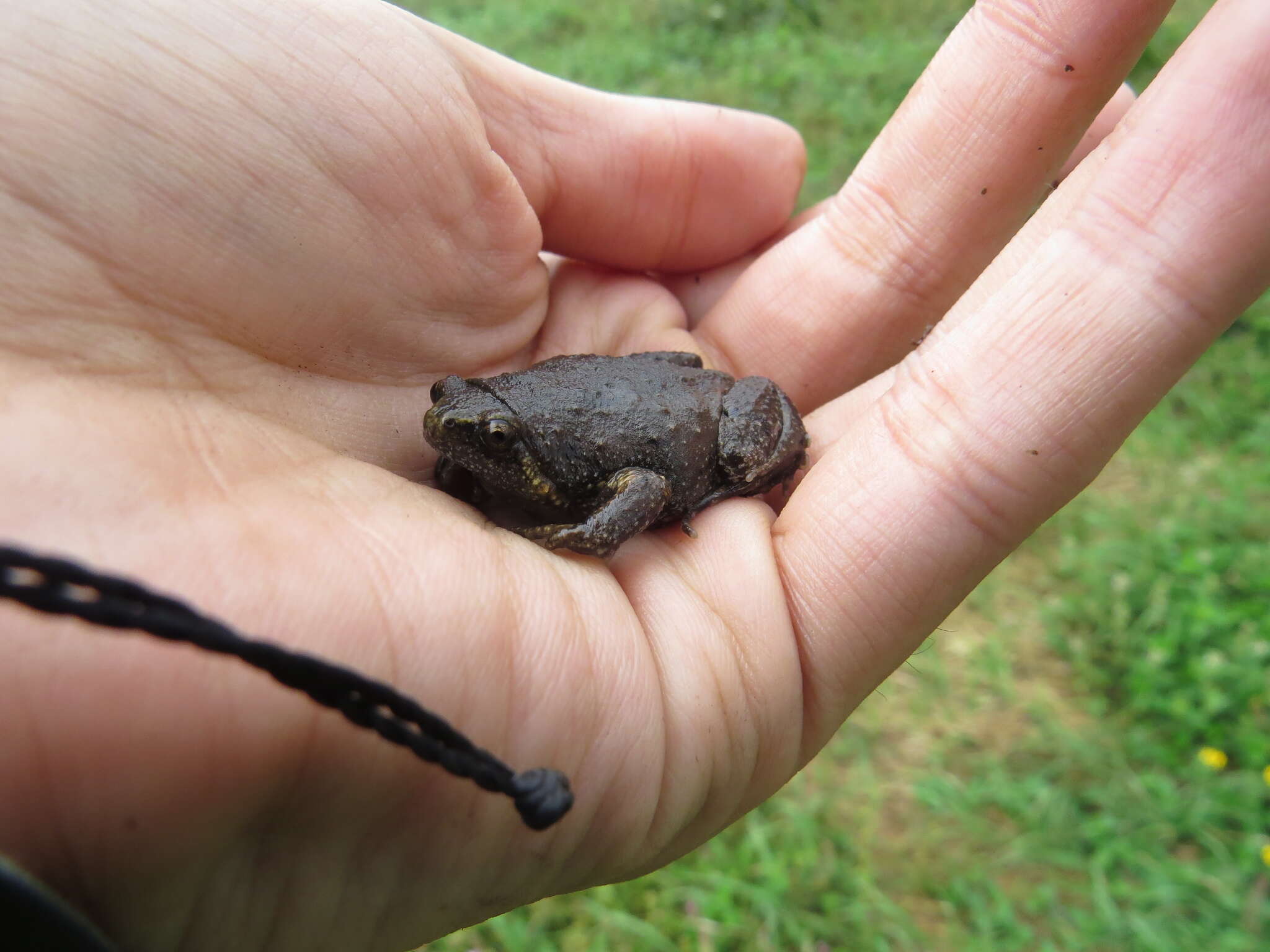 Image of Barber's Sheep Frog