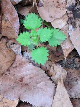 Image of heartleaf nettle