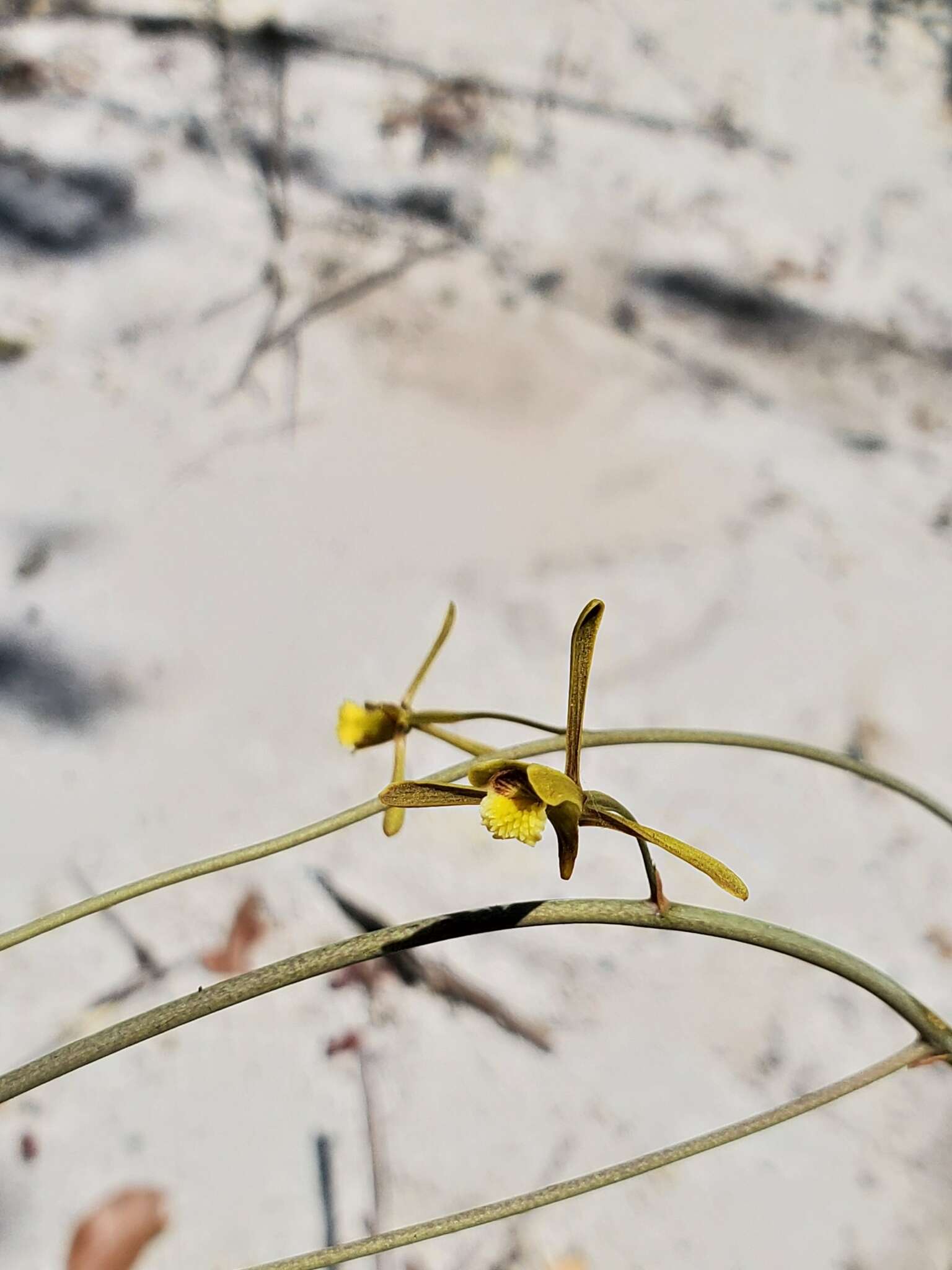 Image de Eulophia ramosa Ridl.