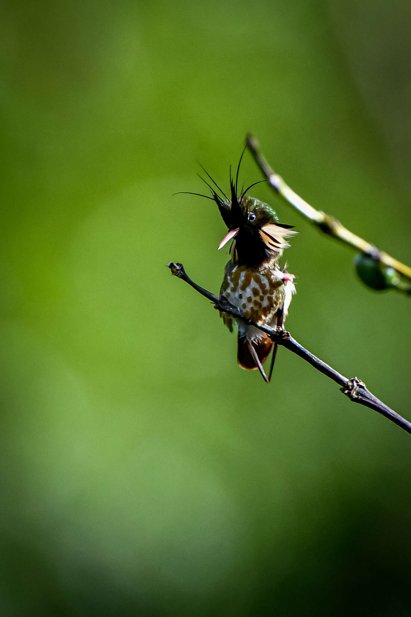 Lophornis helenae (Delattre 1843) resmi