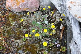 Image of snow cinquefoil