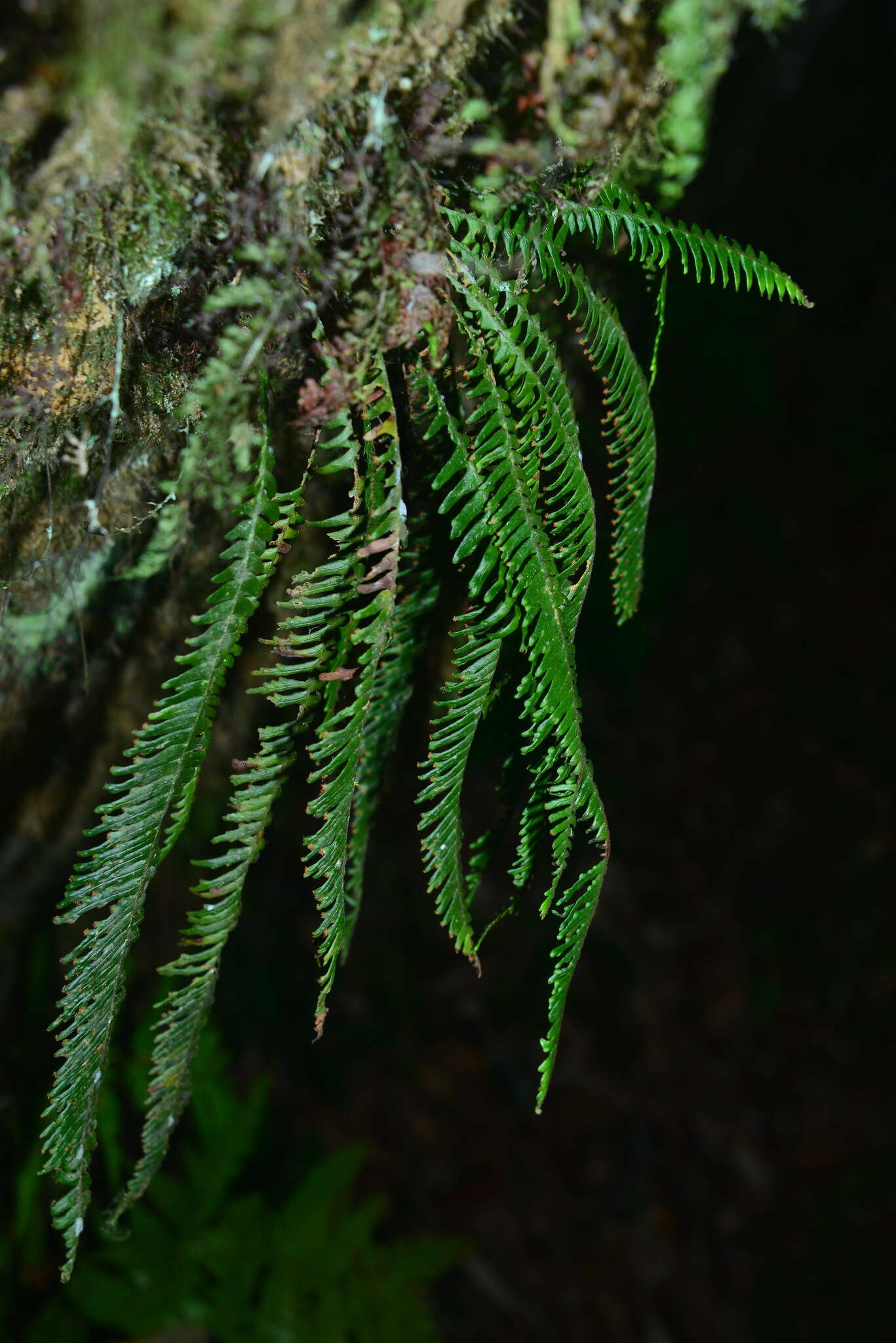 Image de Prosaptia formosana (Hayata) T. C. Hsu