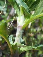 Image of pony beebalm