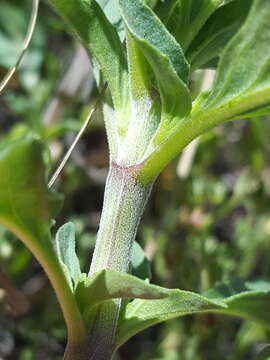 Imagem de Monarda pectinata Nutt.