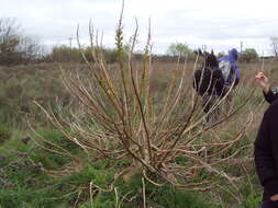 Image of Phytolacca tetramera Hauman-Merck