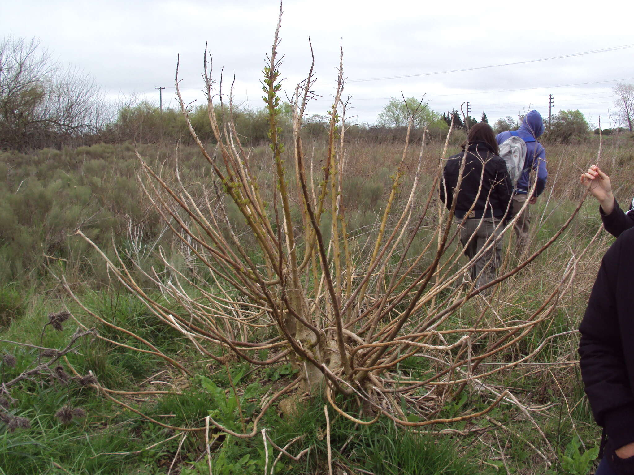 Image of Phytolacca tetramera Hauman-Merck