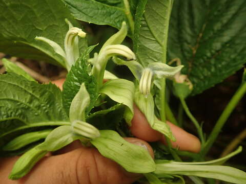 صورة Lobelia physaloides A. Cunn.