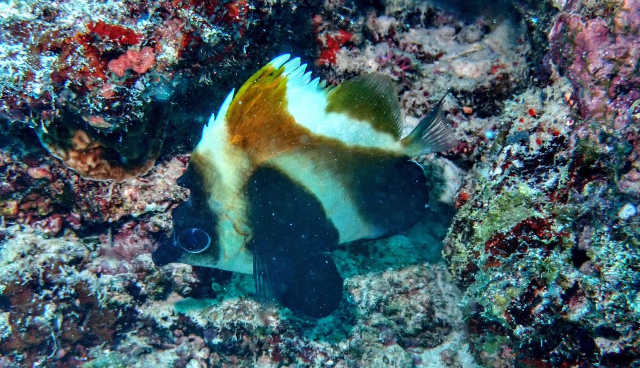 Image of Indian Ocean Bannerfish