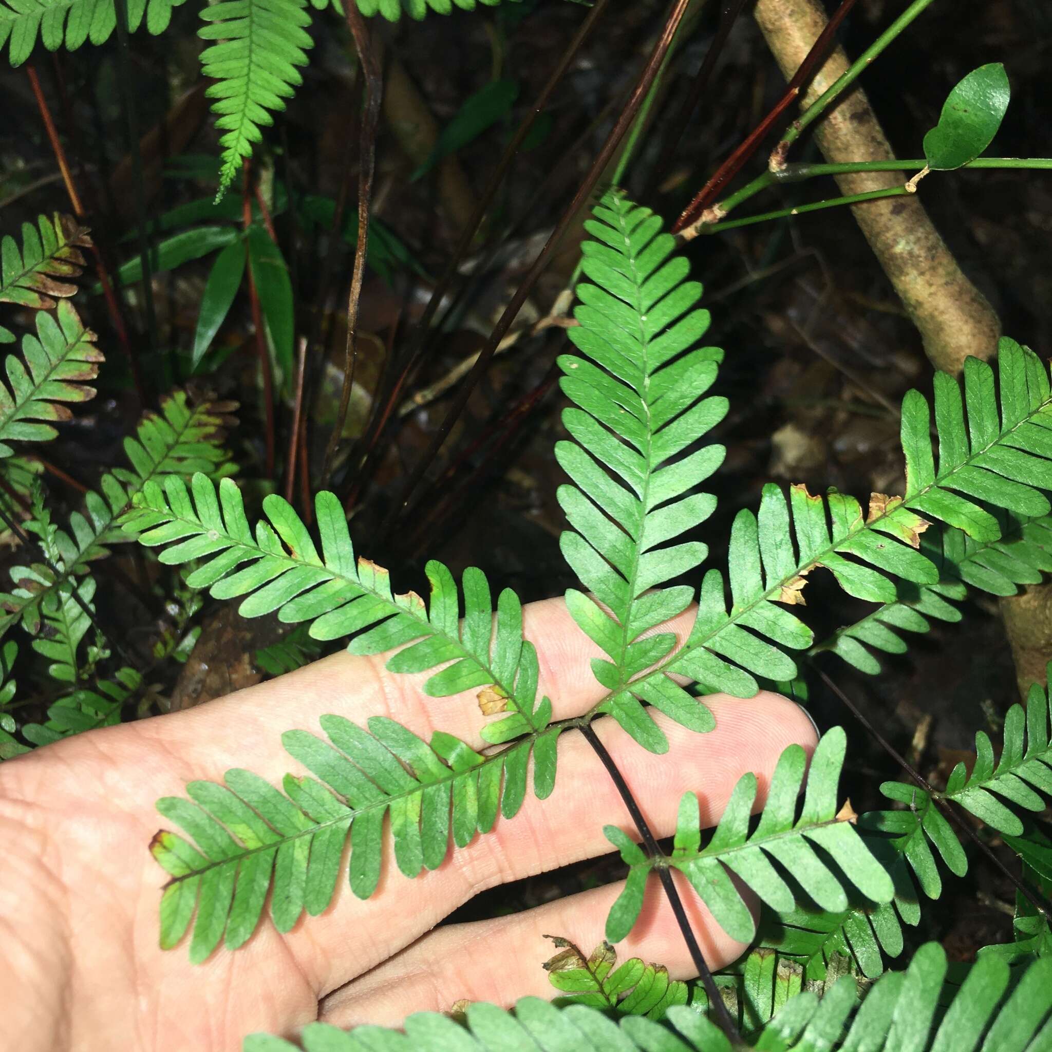 Image of Pteris bella Tag.