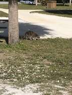 Image of Florida Raccoon