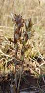 Image of Michoacán lady orchid