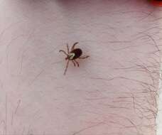 Image of Gulf Coast Tick