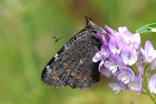 Imagem de <i>Aglais ladakensis</i>