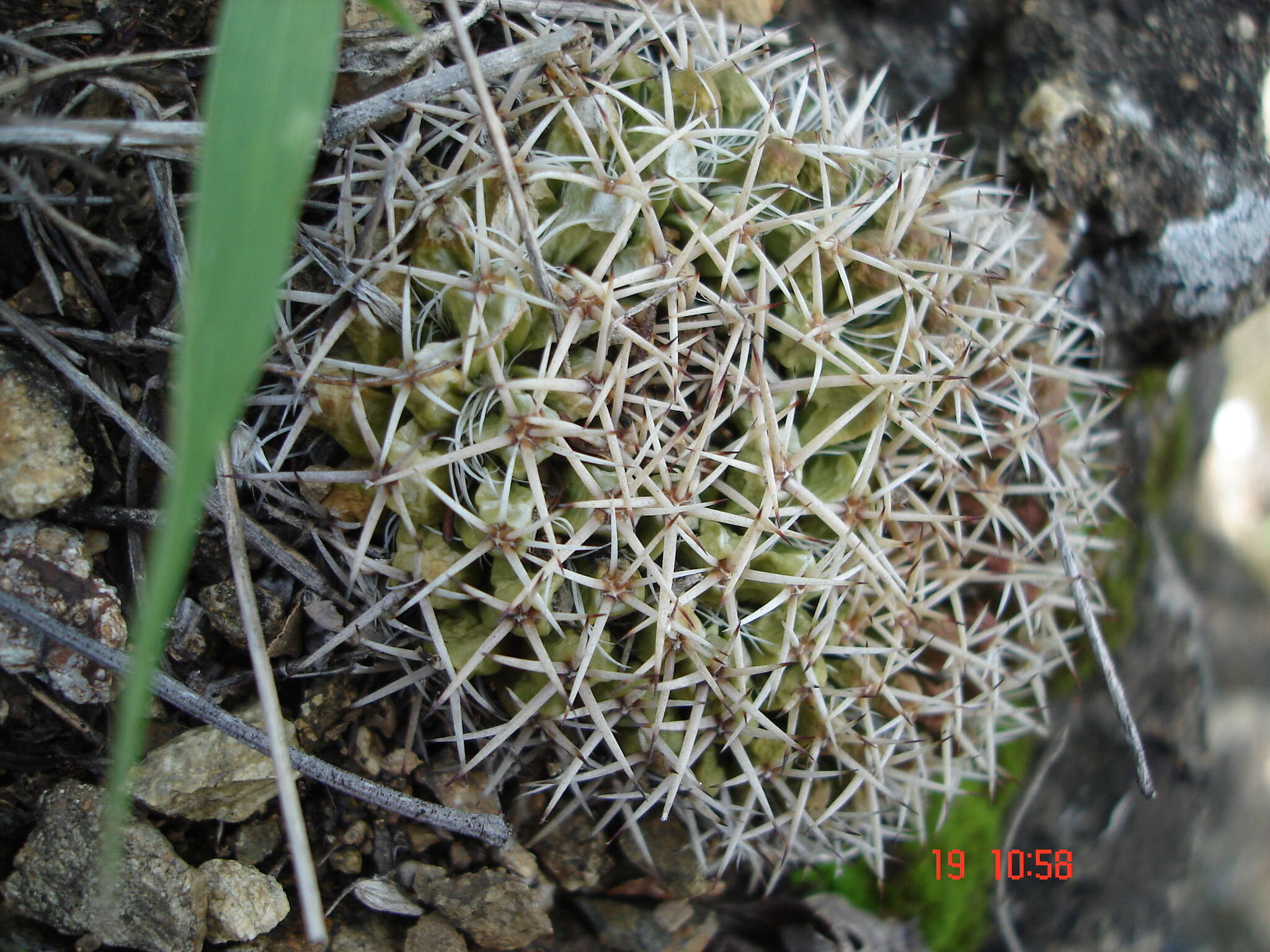 Image of Mammillaria karwinskiana subsp. karwinskiana