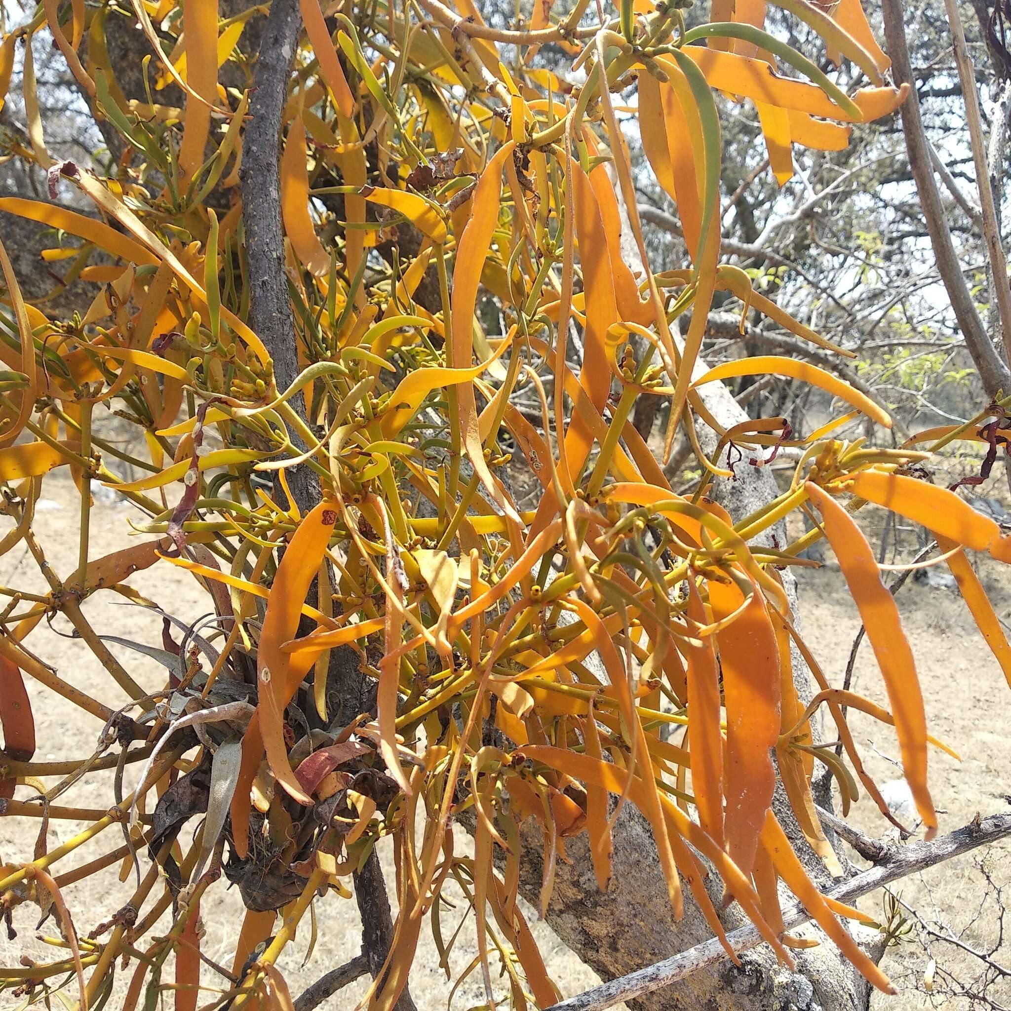 Image of Phoradendron carneum Urb.