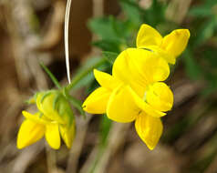 Image of Lotus borbasii Ujhelyi