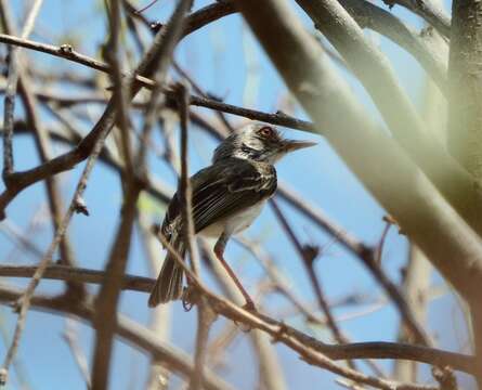 Image of Pearly-vented Tody-Tyrant