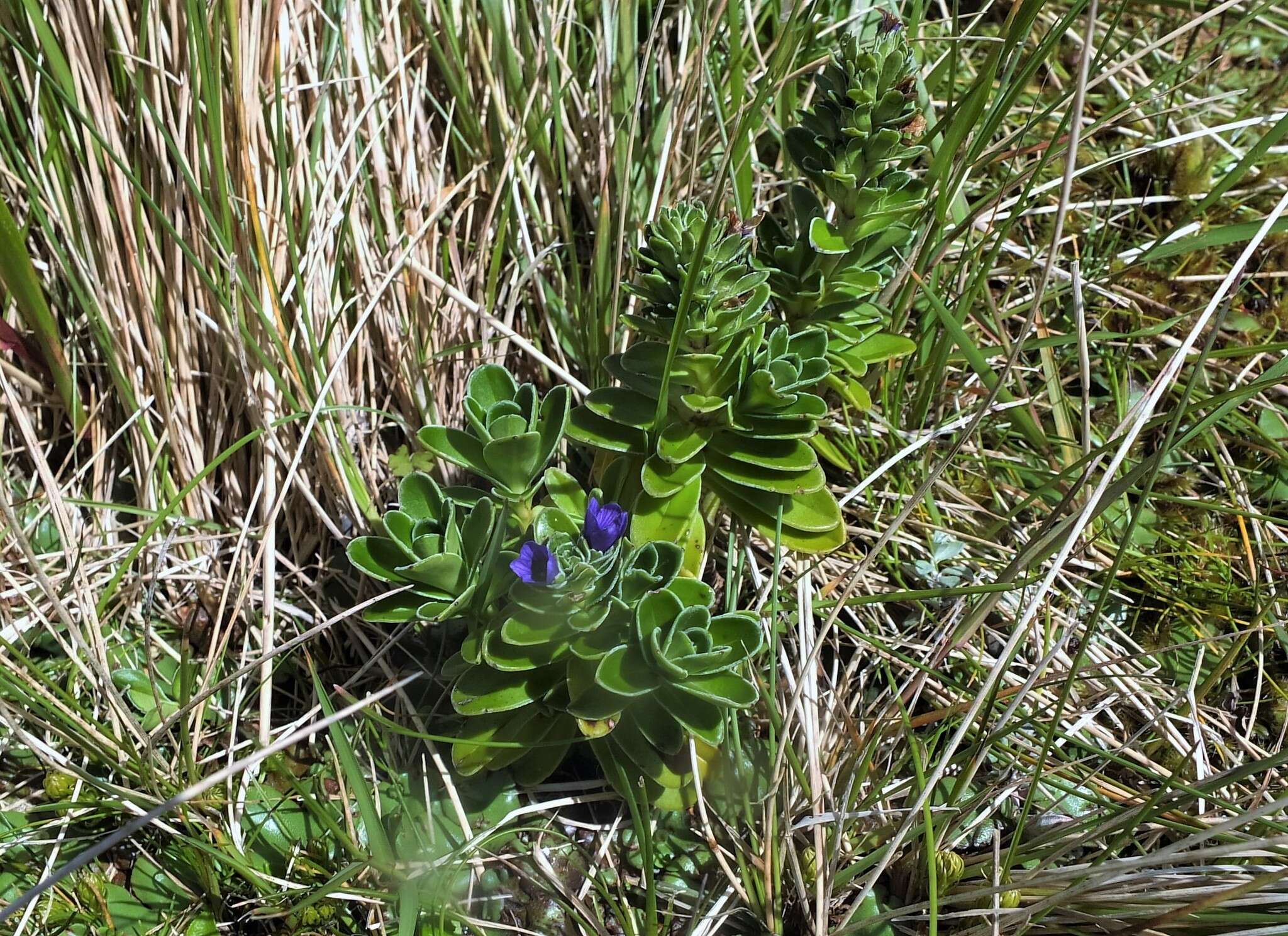 Image of Veronica benthamii Hook. fil.