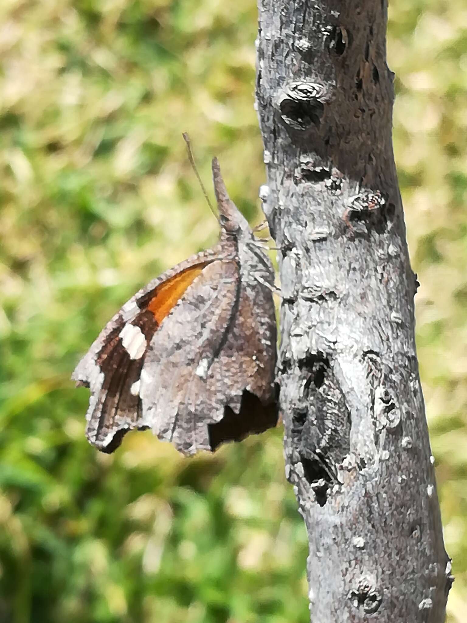 Image of Libytheana carinenta mexicana Michener 1943