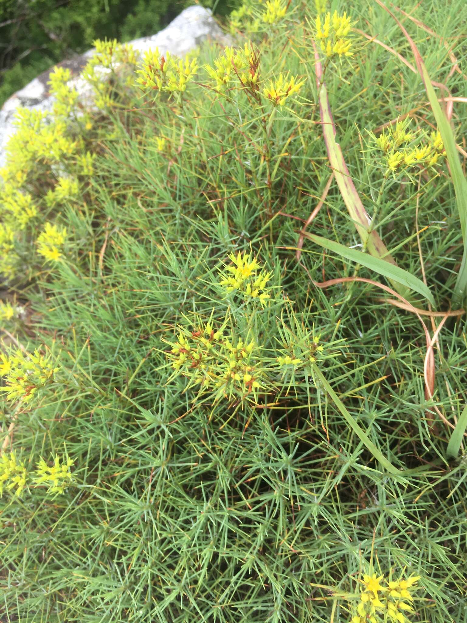 Image of yellow nailwort